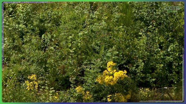 Tiny forests packing a major ecologic...