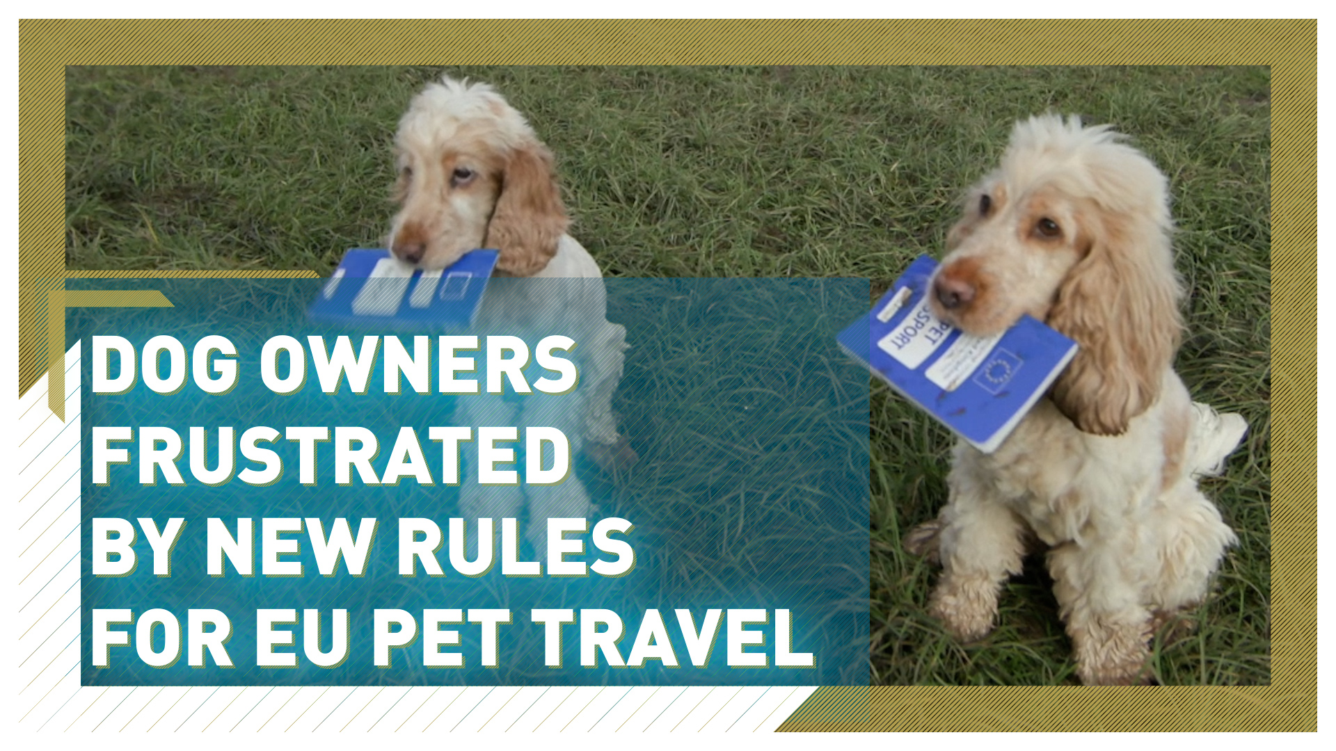 Dog owners frustrated by new rules for EU pet travel