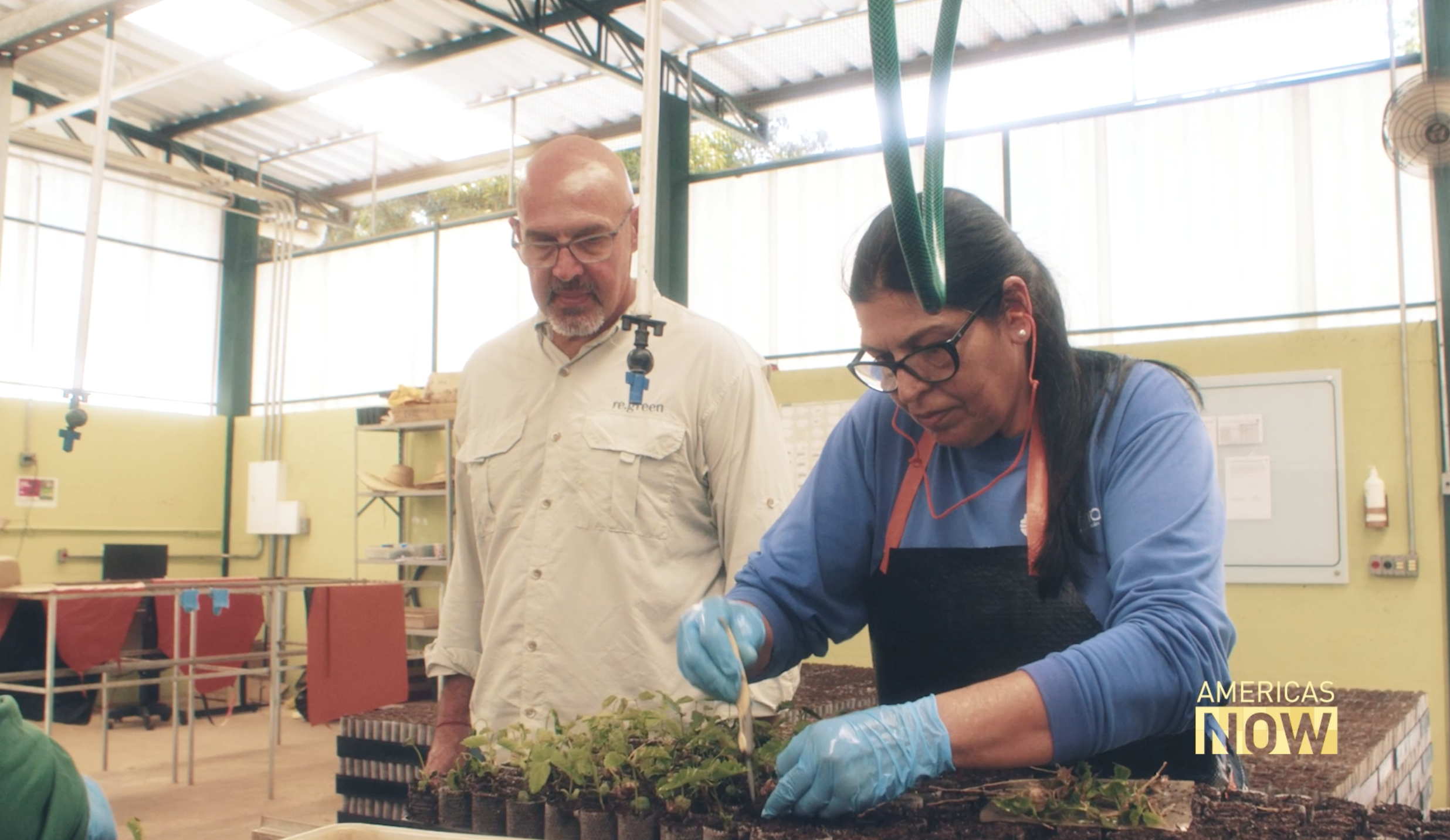 This Week on Americas Now: Amazon Conservation and Agroforestry Initiative