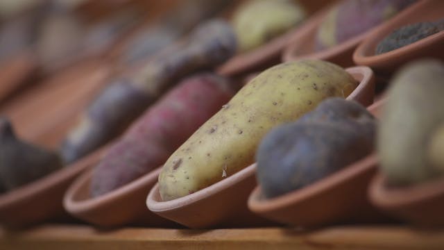 Peru’s Potatoes adapt to every eco-sy...