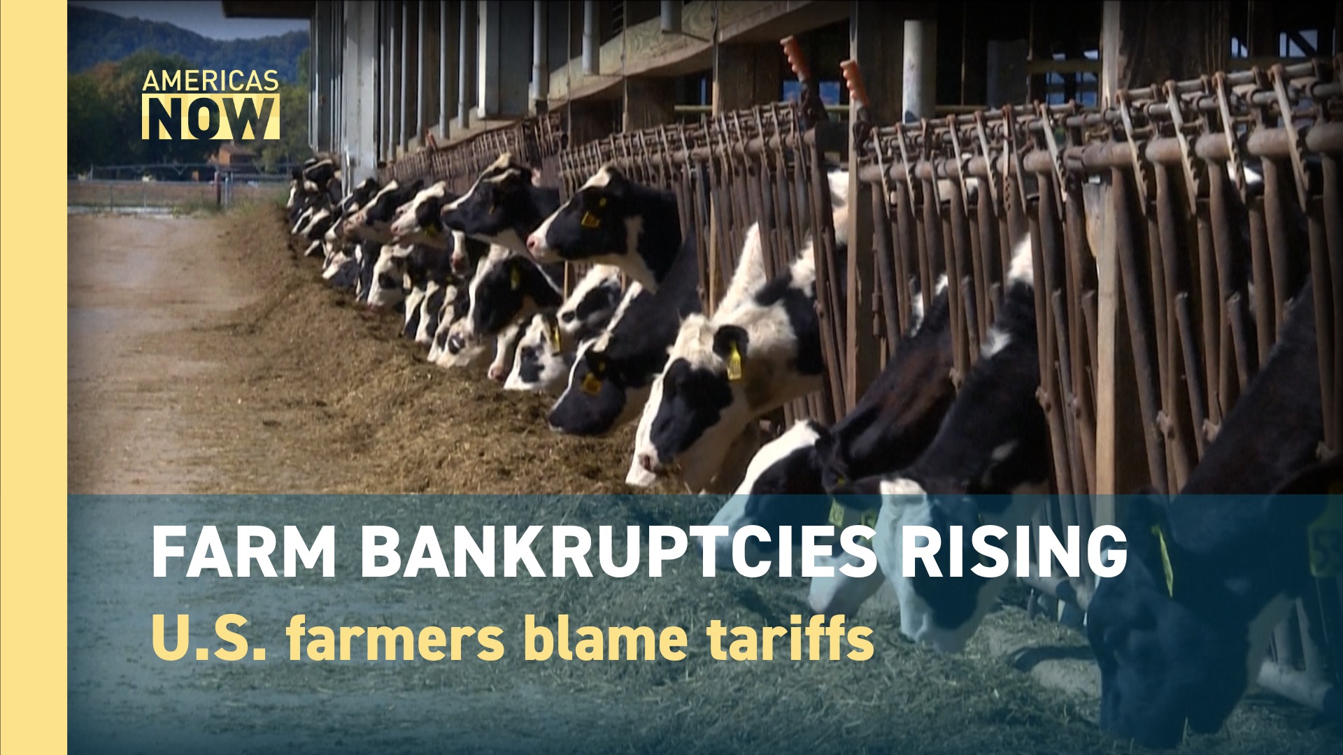 This Week, on Americas Now:  Why U.S. Farm Bankruptcies Are Surging?