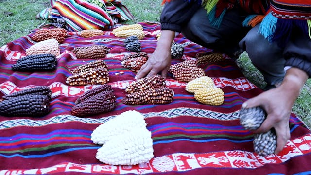 The ancestral crops of Peru