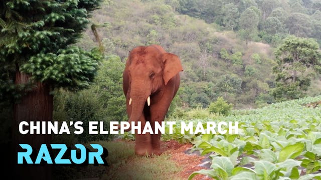 China's elephant march #RAZOR