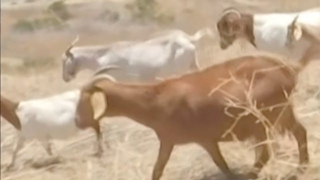 Can goats help prevent wildfires?