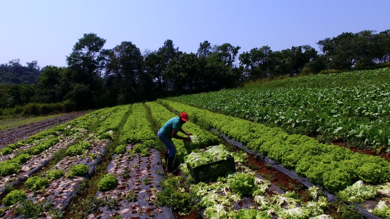 Brazil’s Food Insecurity During COVID-19