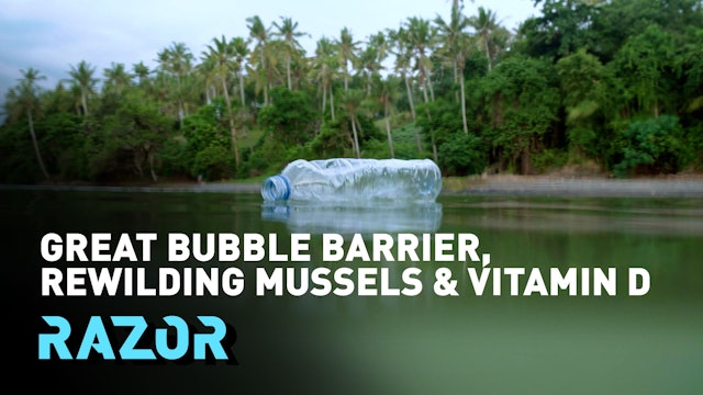 Rewilding mussels, the great bubble barrier and vitamin D vs COVID-19: RAZOR