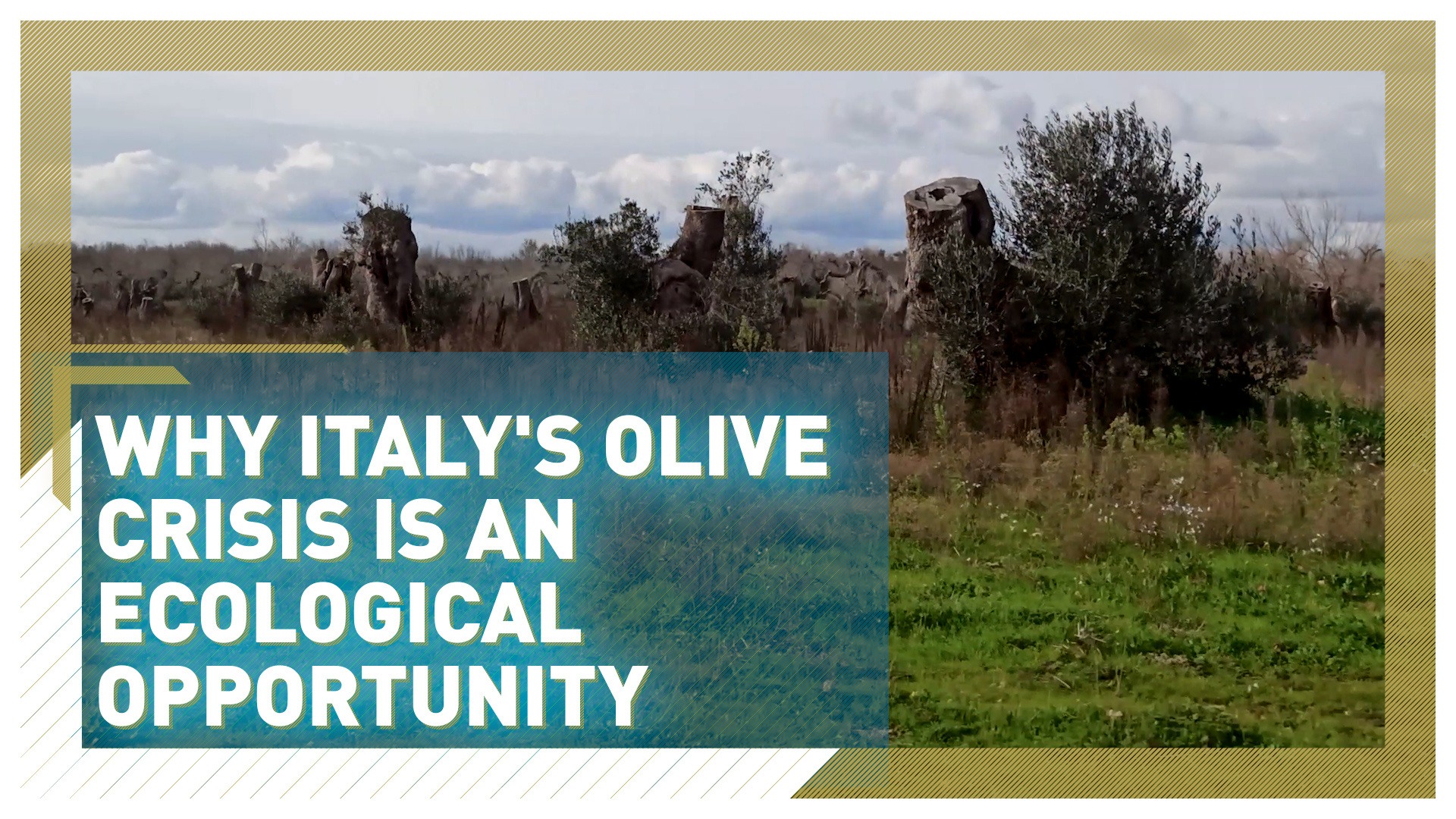 Why Italy's olive crisis presents an ecological opportunity