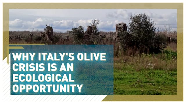 Why Italy's olive crisis presents an ...