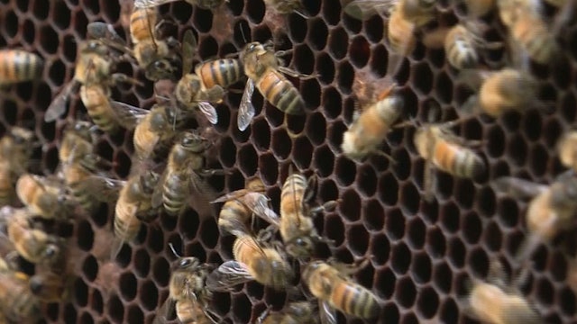 Beekeeping rises as bee numbers drop