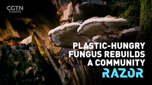 #RAZOR - Plastic-hungry fungus rebuil...