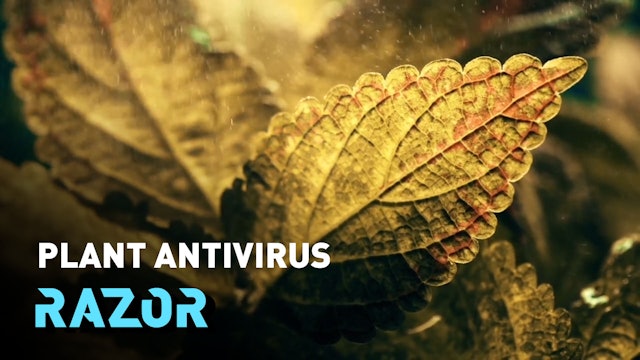 Using a plant's natural defences against viruses - #RAZOR 