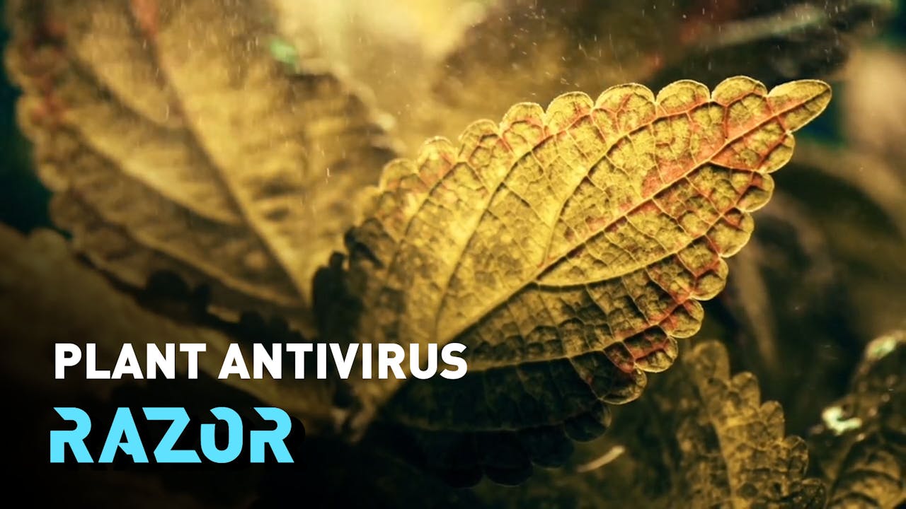 Using a plant's natural defences against viruses RAZOR Razor Watch CGTN Now