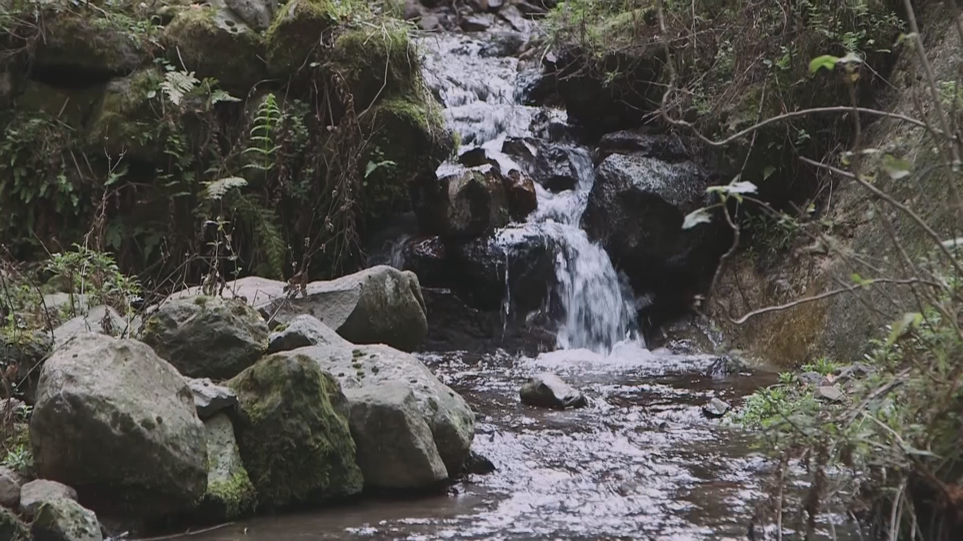 A vital water forest at risk of disappearing