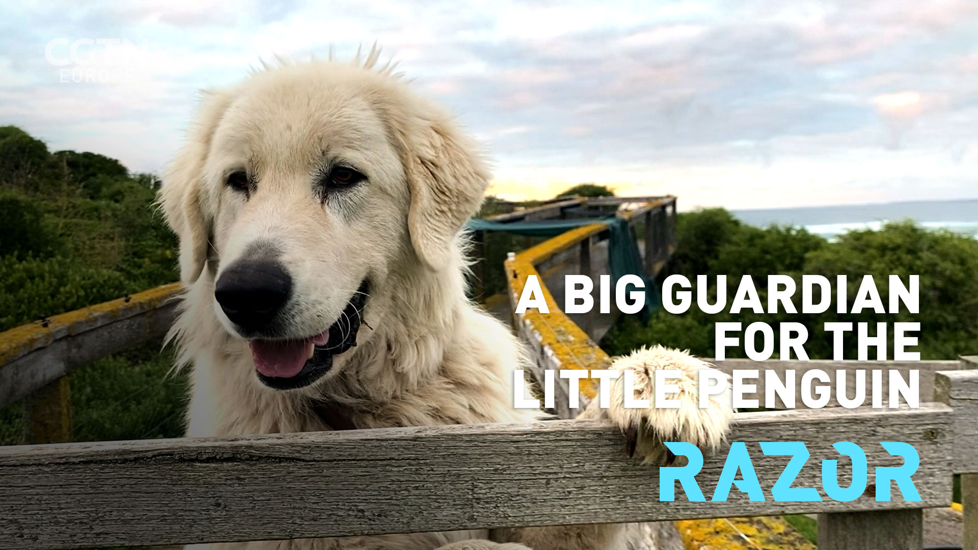 A big guardian for the little penguin - #RAZOR 