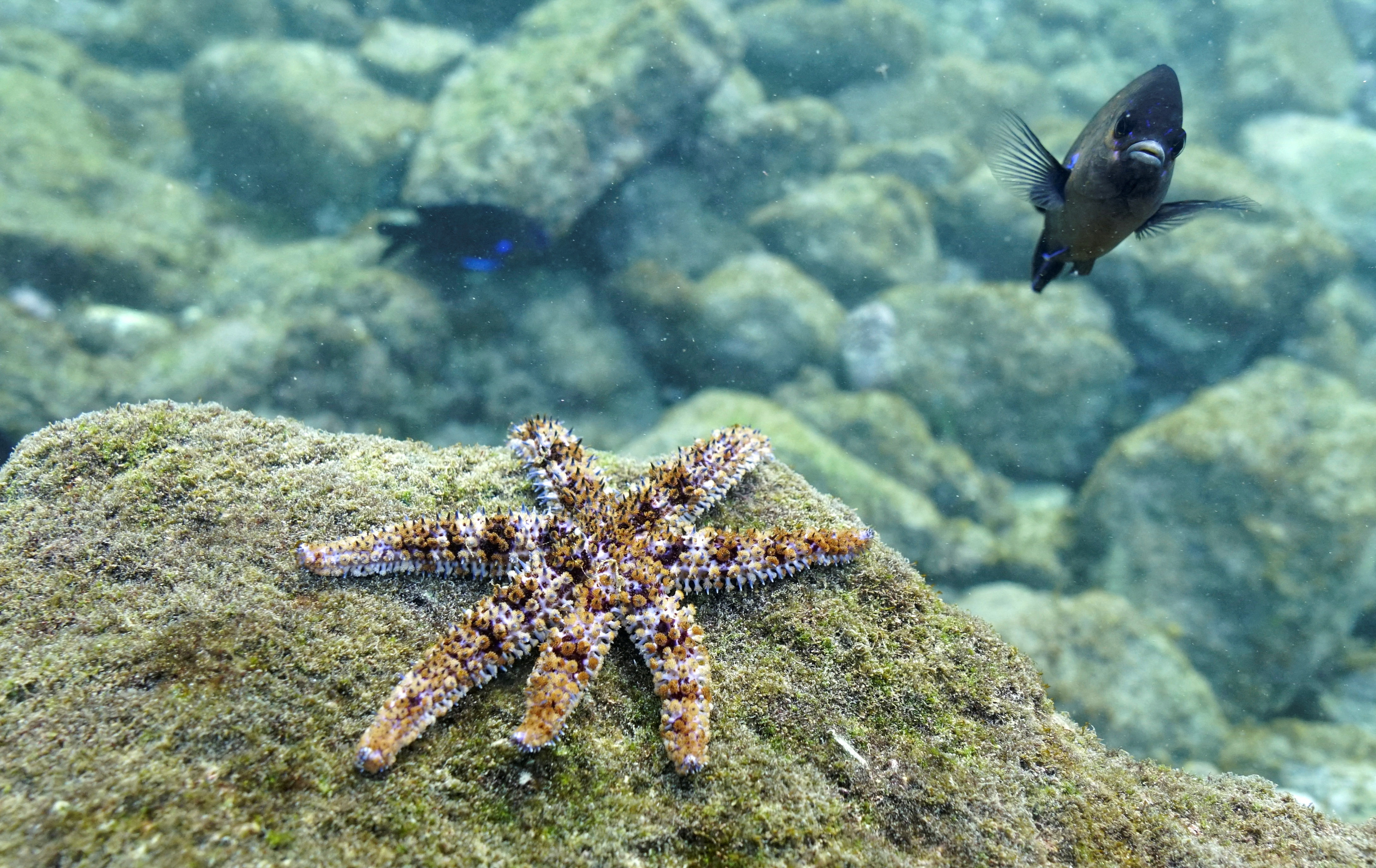 Saving aquatic biodiversity