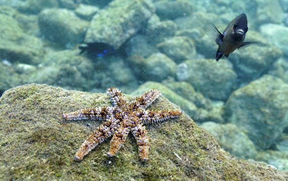 Saving aquatic biodiversity