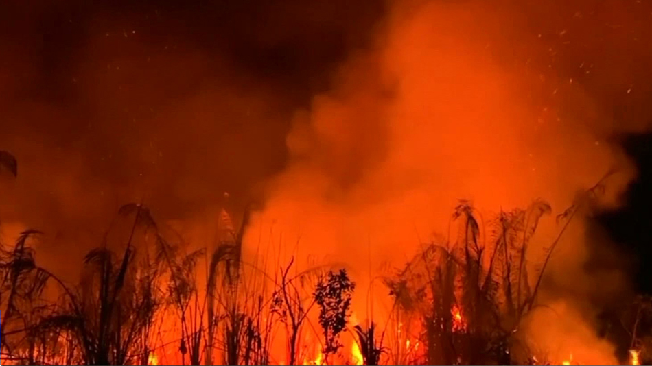 Businesses fight back over Amazon forest fires