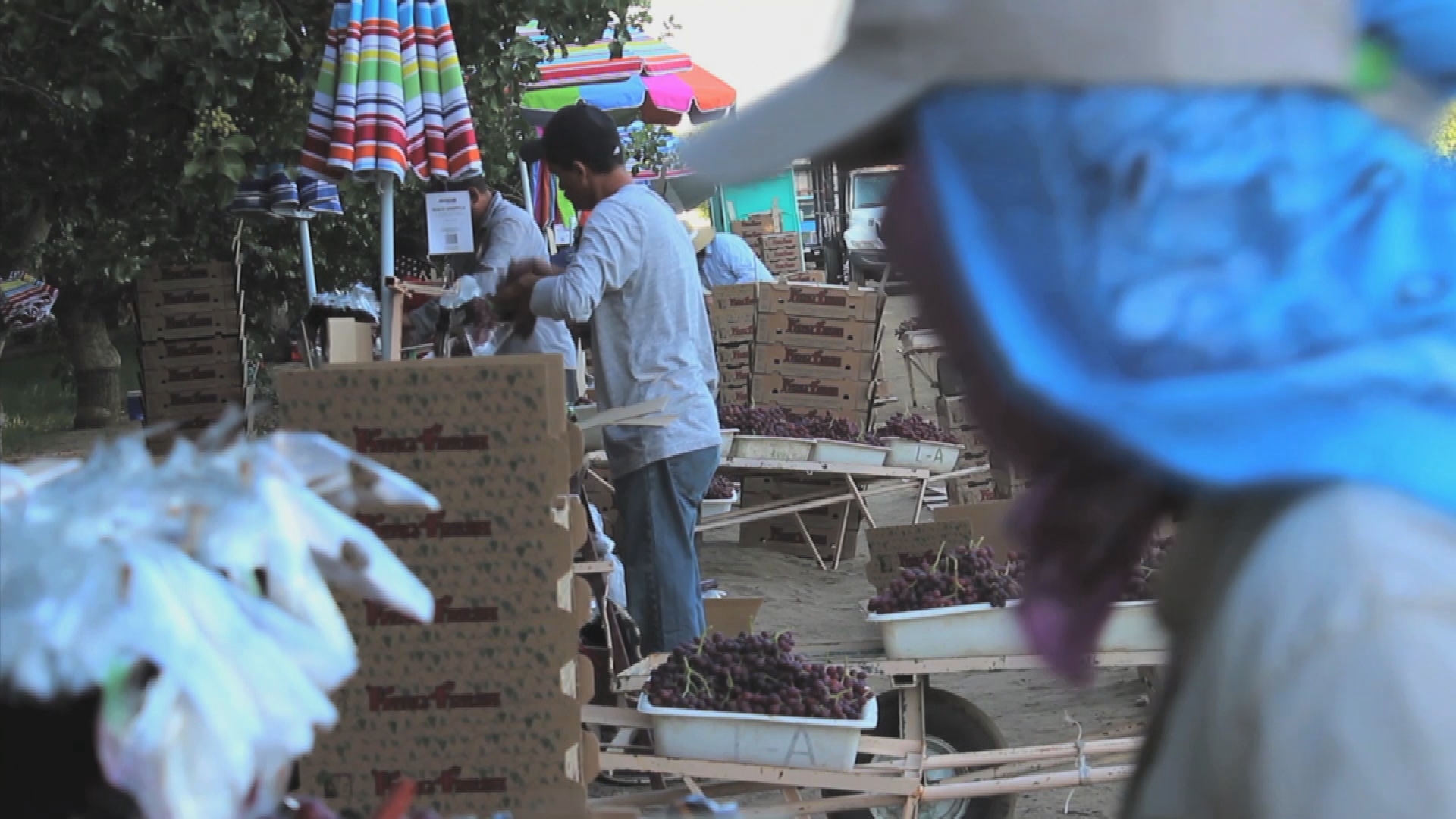 Lack of migrant labor hurting US farmers