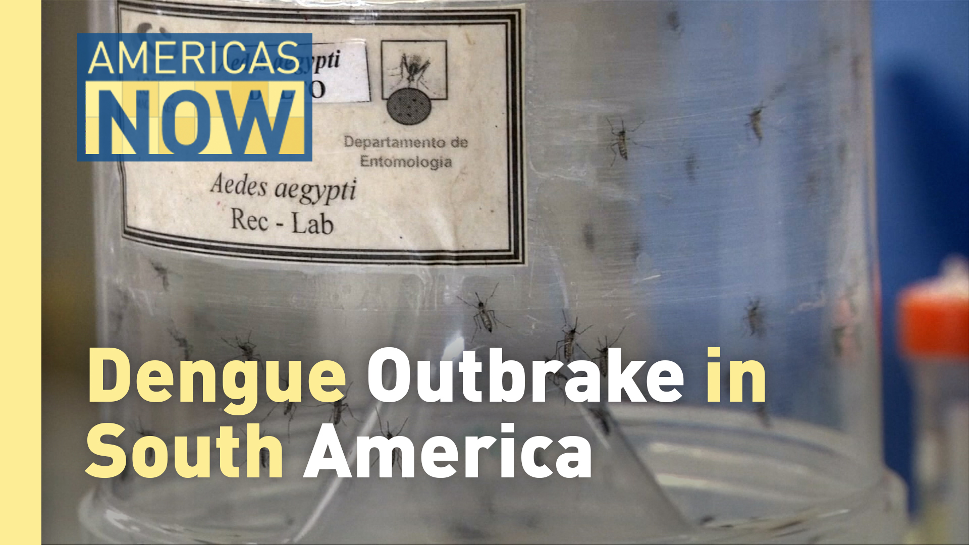 This Week on Americas Now: Rising Dengue Cases Across South America