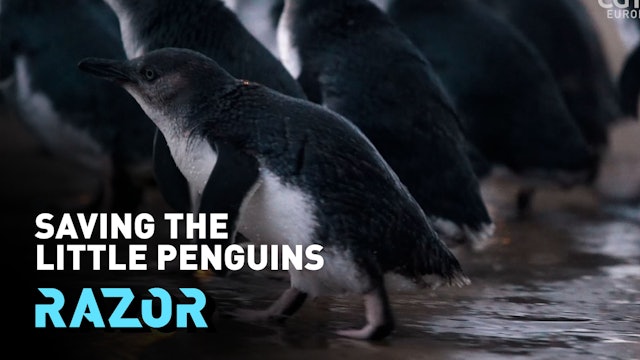 Saving the little penguin to protect the whole ecosystem - #RAZOR