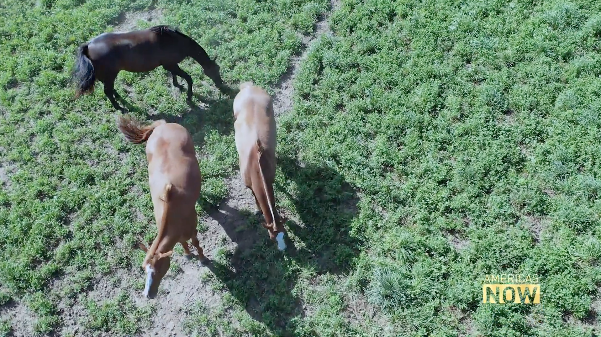 Are cloned horses good to Polo?