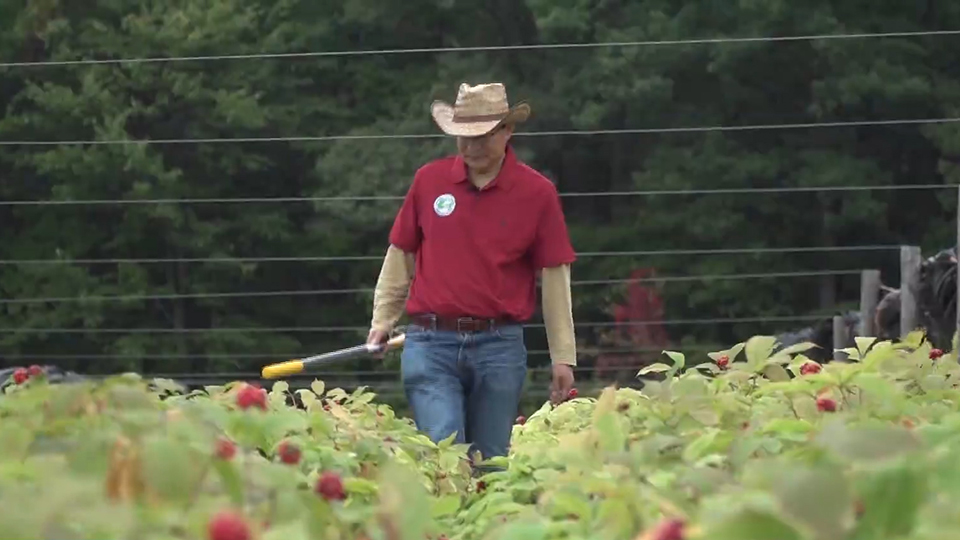 US-China trade war impacting American ginseng farmers