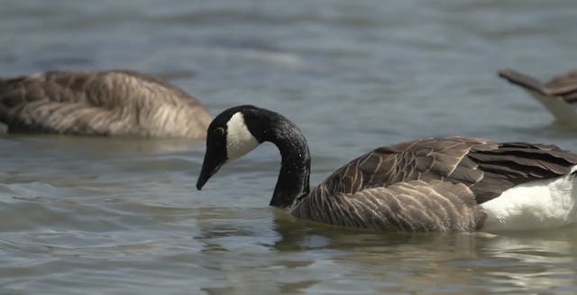 Vancouver & sustainability