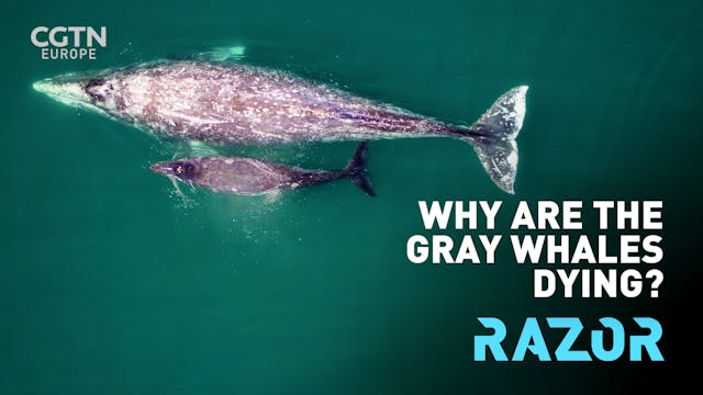 Why are the gray whales dying? #RAZOR