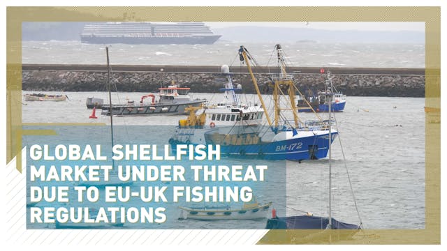 Global shellfish market under threat ...