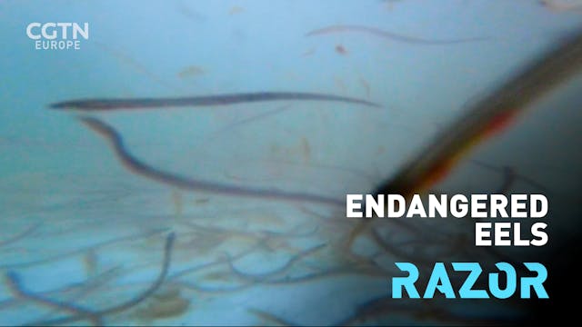 Saving Europe’s endangered eels #RAZOR