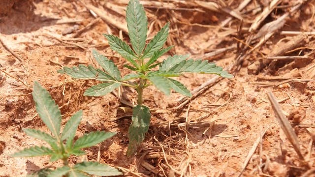 US farmers turn to hemp as trade war ...