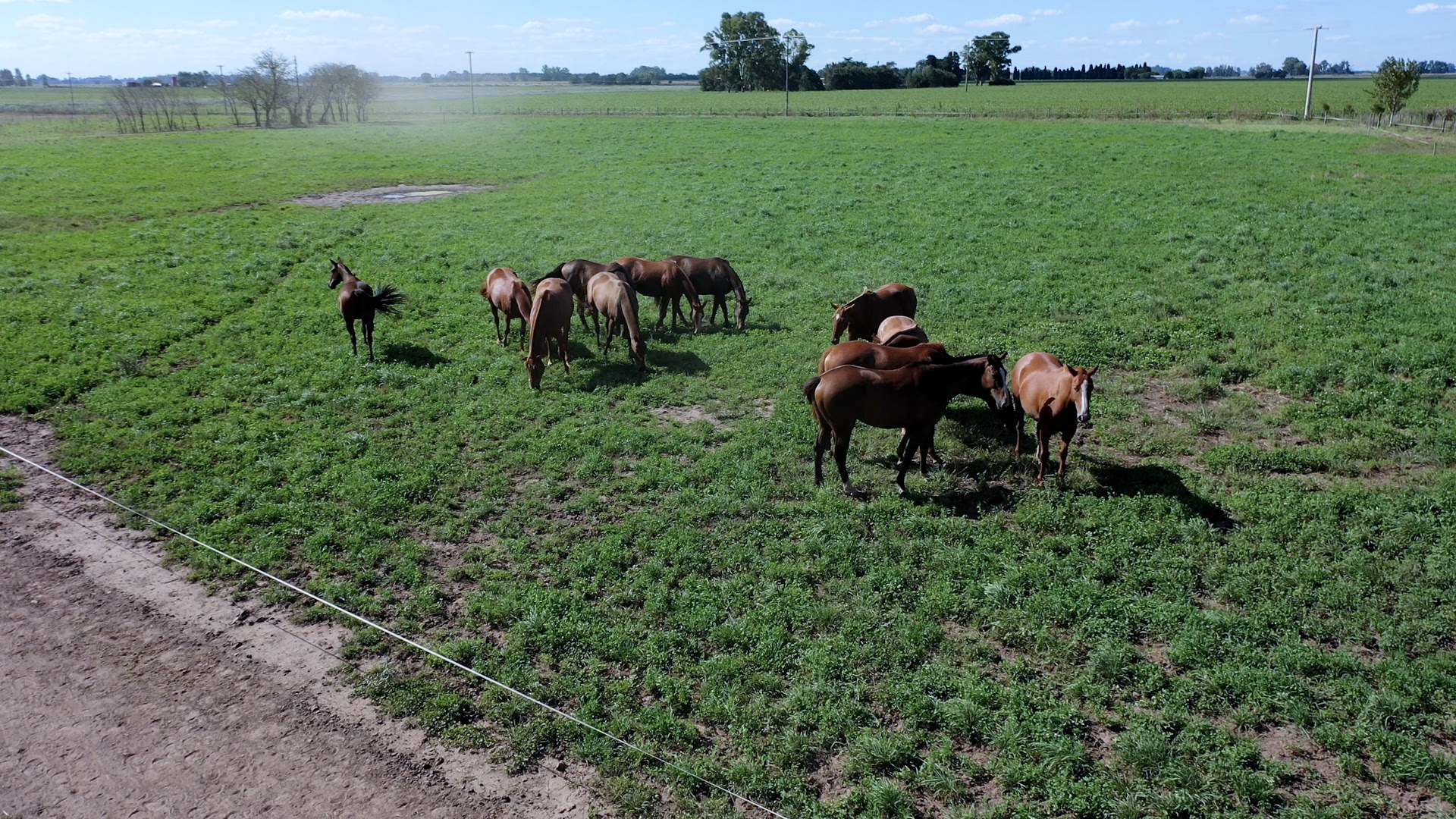 Horse plasma could hold a key to COVID-19 treatment