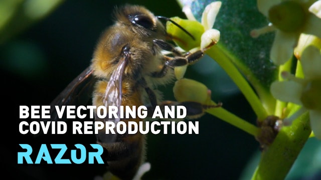 Bee vectoring and COVID reproduction #RAZOR 