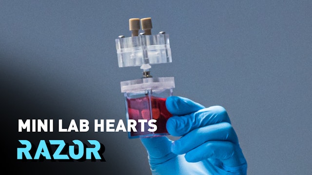 The mini lab hearts that could revolutionise how we treat cardiac issues