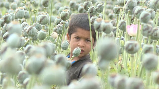 Under Taliban, the growing Opium trade