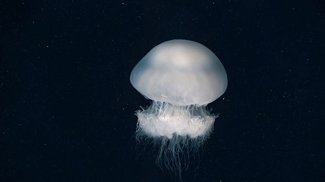 Invasive jellyfish swarm the Mediterranean