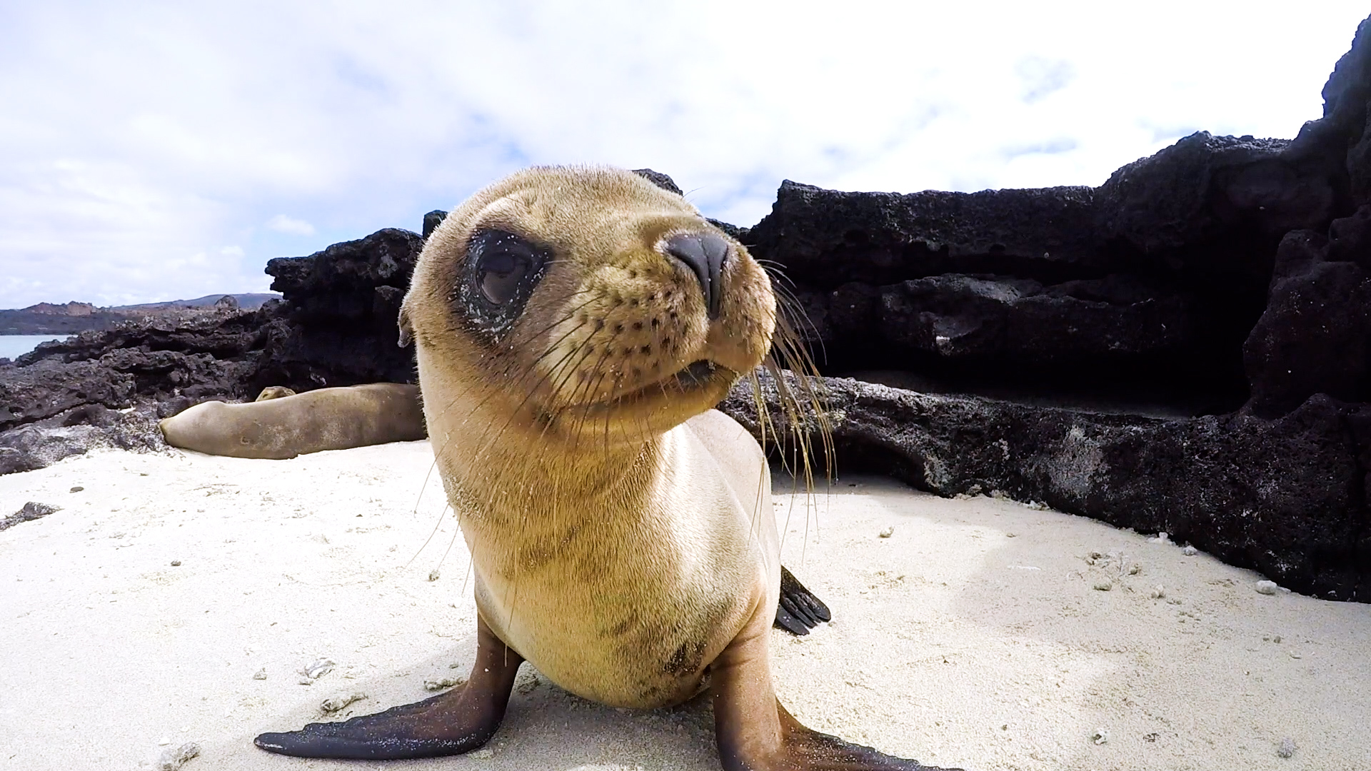 Balance: Biodiversity in the Americas