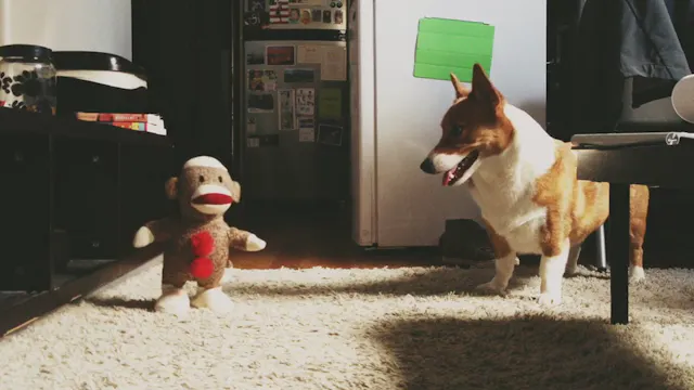 Fox and Monkey