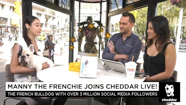 Manny the Frenchie Joins Cheddar