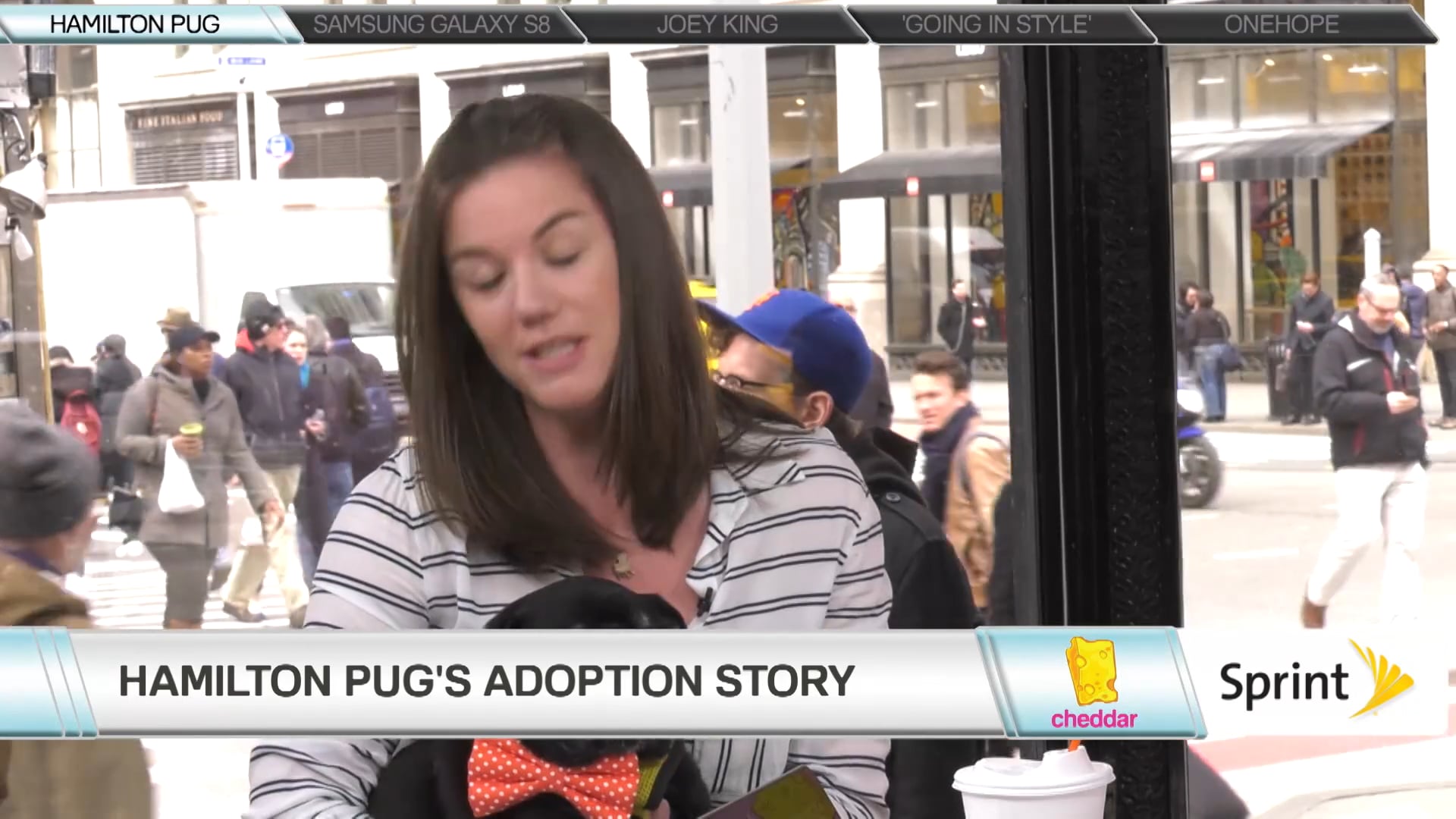 Hamilton Pug, Celebrity Pet