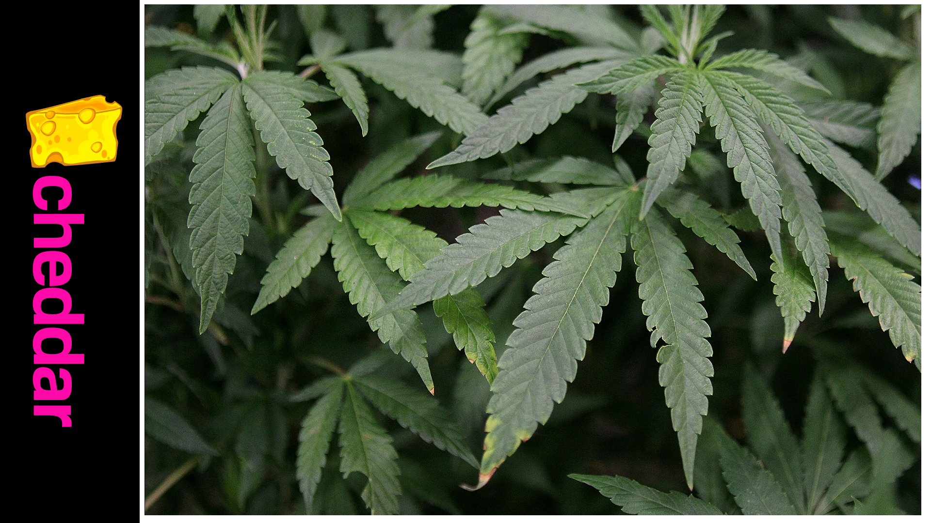 The Amazon For Weed: Pot Straight to Your Door