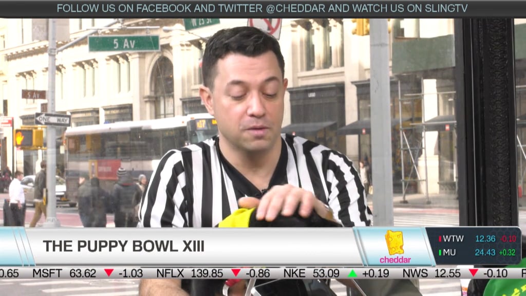 Meet Some Future Puppy Bowl Pups!