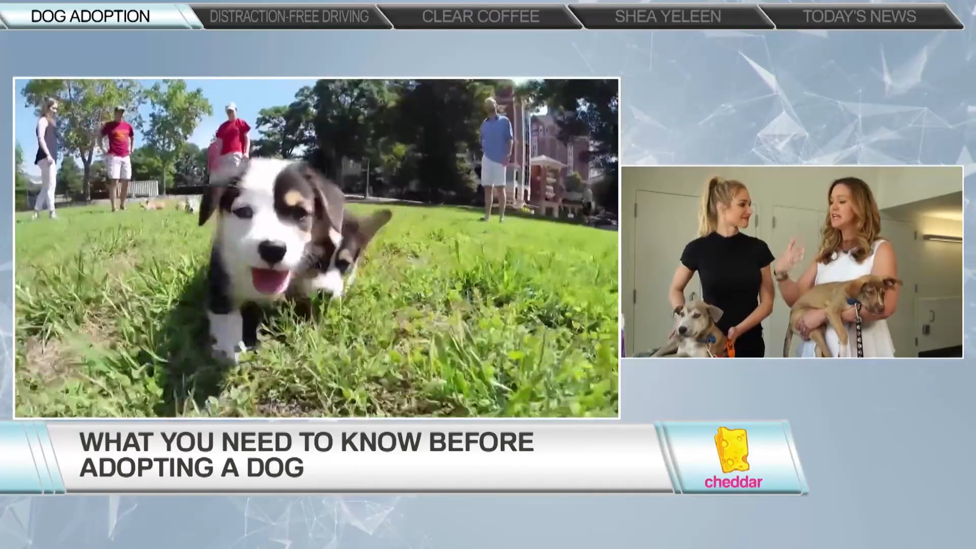 Dr. Katy Nelson, Freshpet & Animal Haven