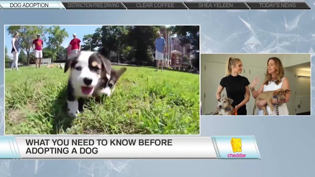 Dr. Katy Nelson, Freshpet & Animal Haven