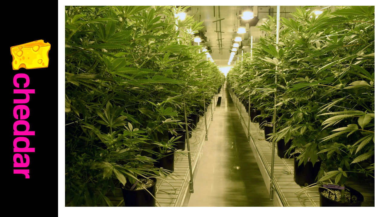 Banning Branded Marijuana Merchandise Is a "Minor Obstacle"