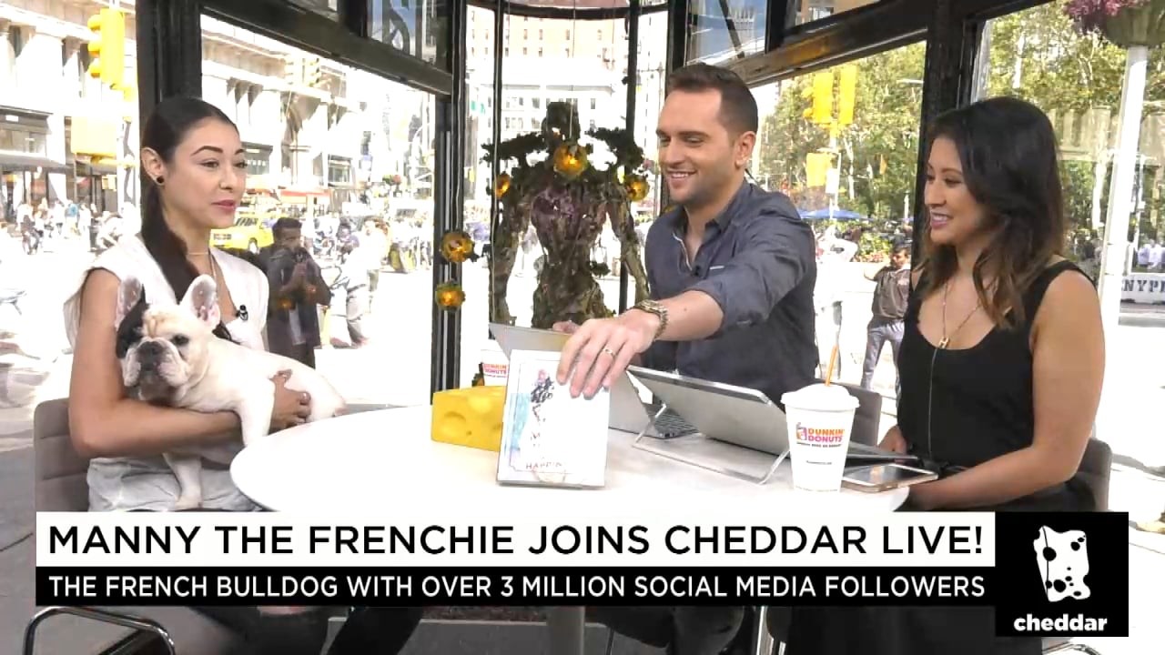 Manny the Frenchie Joins Cheddar