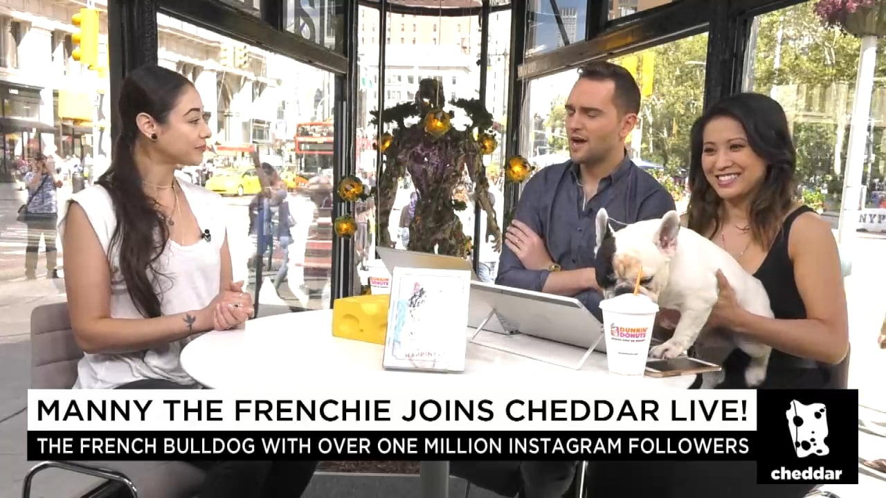 Manny the Frenchie Shares His Art of Happiness