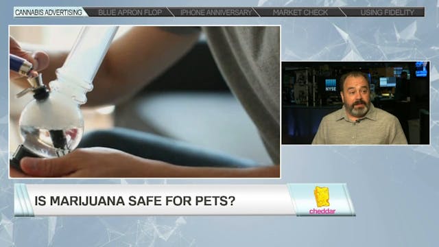 Is Pot Safe For Your Pet?