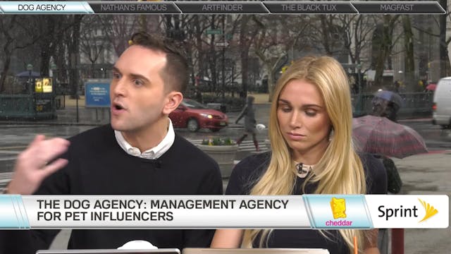 Chloe the Mini Frenchie, Celebrity Pet