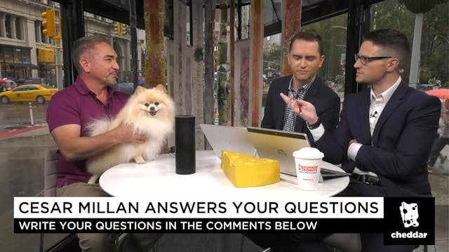 Here's the Biggest Mistake Most Dog O...